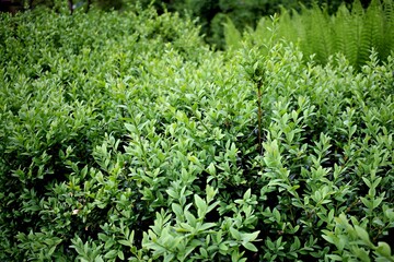 Young Buxus