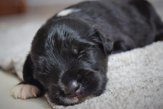 Beautiful rescued puppy sleeping after eating