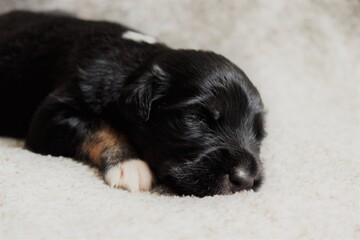 Beautiful rescued puppy sleeping after eating