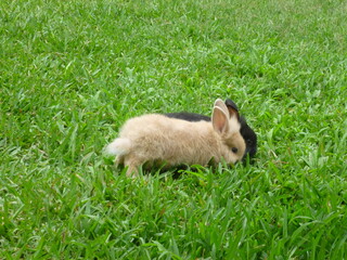 rabbit in grass