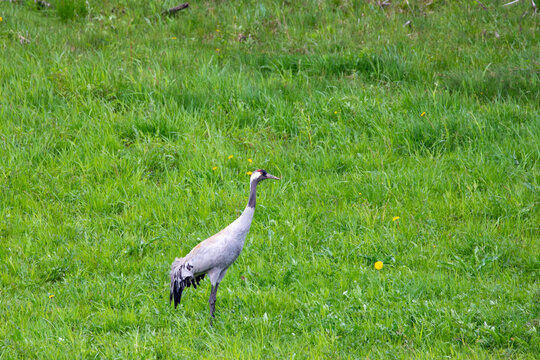Crane ( Grus Grus) on green meadow in northern Norway