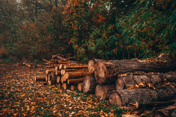 Logs of pine woods in the forest, stacked in a pile. Sunny autumn day with some trees behind. 
