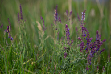 Beautiful meadow flowers and grasses