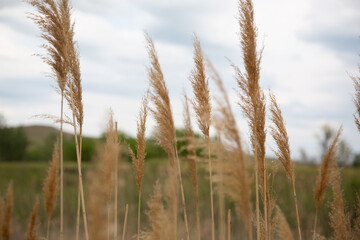Obraz premium Reeds against the sky