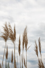 Fototapeta premium Reeds against the sky