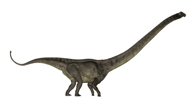 Mamenchisaurus dinosaur walk isolated in white background - 3D render
