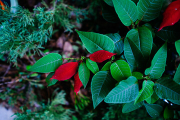 Christmas red flower turn green in summer