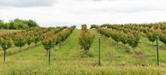 Fototapeta na wymiar Orchard with apricots. Apricot tree farm in Serbia