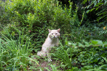 Naklejka na ściany i meble Portrait of beige cat observing in the grass