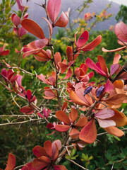 Wild thorny plants with red leaves on a mountainside