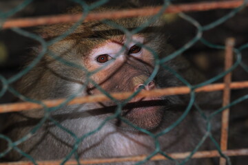 sad thinking brown monkey on blurry background