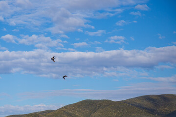 Fototapeta na wymiar black cormorants in the blue sky of tuscany