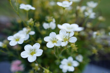 Obraz na płótnie Canvas white flowers in the spring
