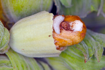 Hazelnut damaged by larva of nut weevil Curculio nucum.  © Tomasz