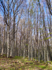 Fototapeta premium Spring landscape of Vitosha Mountain, Bulgaria