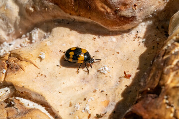 ladybug on a wood fungus