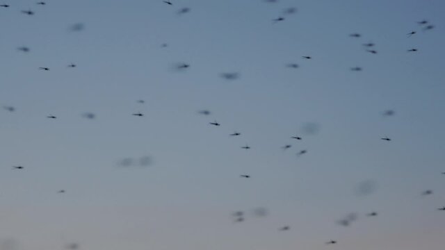 Flock of Mosquitoes at Sunset. Close up
