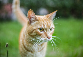 Cat in the green grass in the summer. Beautiful red cat with yellow eyes in the summer sun rays outdoors.
Copy space for text and blurred background.