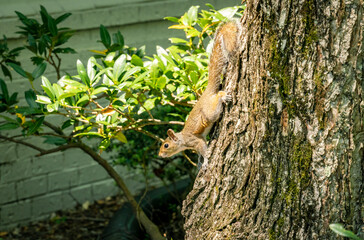 Grey Squirrel climbing down tree in local neighborhood in Acworth Georgias.