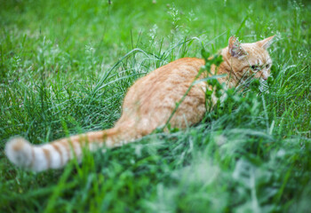 Cat in the green grass in the summer. Beautiful red cat with yellow eyes in the summer sun rays outdoors.
Copy space for text and blurred background.