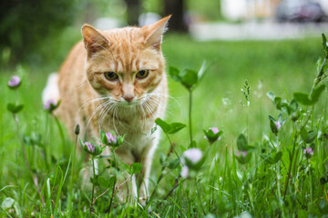 Naklejka premium Cat in the green grass in the summer. Beautiful red cat with yellow eyes in the summer sun rays outdoors. Copy space for text and blurred background.