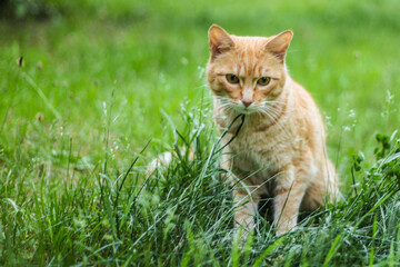 Naklejka na ściany i meble Cat in the green grass in the summer. Beautiful red cat with yellow eyes in the summer sun rays outdoors. Copy space for text and blurred background.
