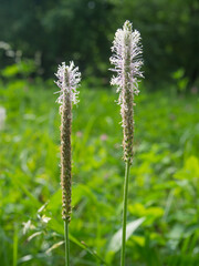 Flowering plantain. Plant in the family Plantaginaceae.