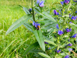 Summer meadow. Hyssop, spice, medicinal plant.The fresh herb is commonly used in cooking. Hyssopus Officinalis.