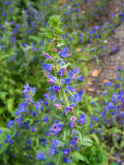 Obraz premium Summer meadow. Hyssop, spice, medicinal plant.The fresh herb is commonly used in cooking. Hyssopus Officinalis.