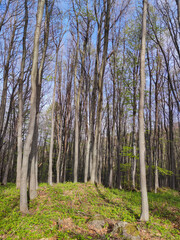 Obraz premium Spring landscape of Vitosha Mountain, Bulgaria