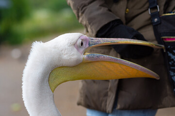 close up of a white pelican