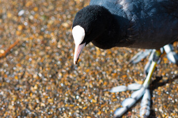 Coot (Fulica atra) bird