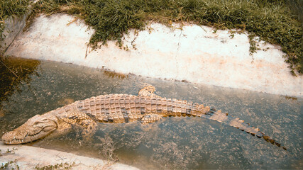 Nile crocodile lies in a ditch, Kenya, Nairobi
