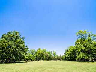 青空と緑の公園