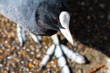 bird Coot (Fulica atra) close up