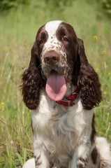 A beautiful dog of the breed English Springer Spaniel sits on the green grass on a hot summer day while walking in the park. The hunting breed of dogs. Head shot.