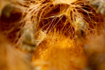 close up of an abóbora do Brasil