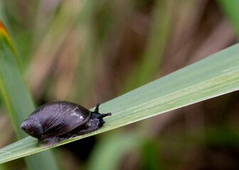 black  snail on a leaf