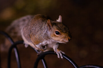 squirrel on a fence