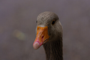 portrait of a goose