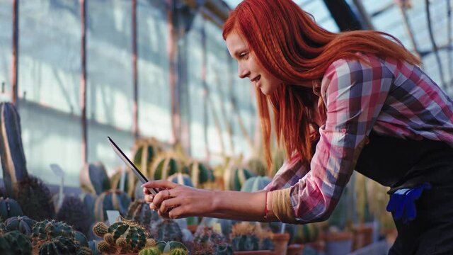 Beautiful redhead woman gardener in a agricultural greenhouse take some pictures of a beautiful cactus using a big electronic tablet