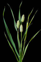 Canary grass (Phalaris canariensis) inflorescences (flower heads). A native grass of the Mediterranean region, grown mostly to supply bird seed market.