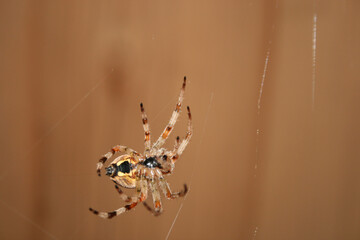 spider on web