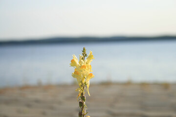 yellow flowers on the beach