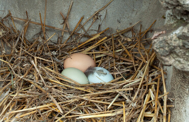 The eggs lie on a pile of straw. The hens heat the eggs to hatch into chickens.