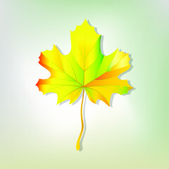 autumn maple leaf