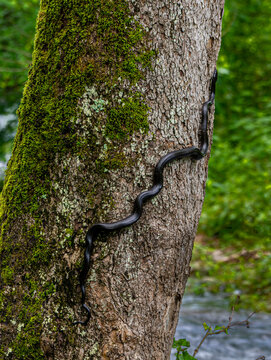 Eastern, or black, rat snake (Pantherophis alleghaniensis) climbing moss-covered sycamore tree in pursuit of prey.