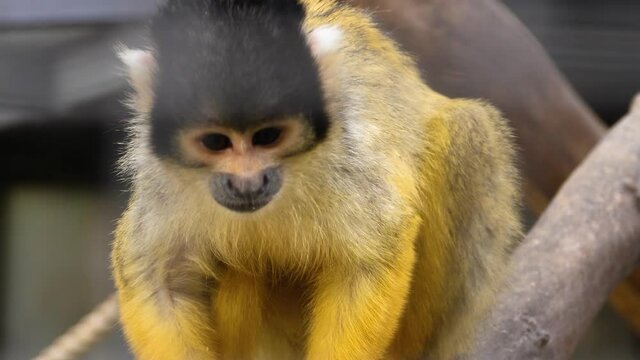 Close up of Squirrel monkey sitting on the ground playing with a leave.