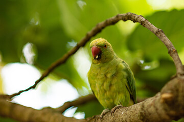 green parrot on branch