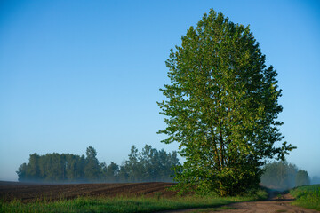 Lonely tree in the countryside.  Lonely tree in sunlight. 